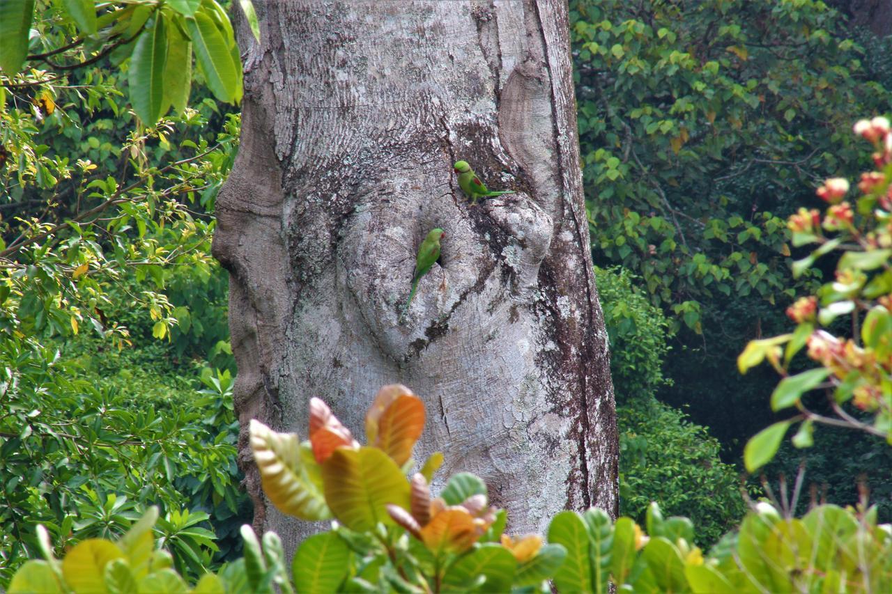 E-Stay Hanthana Kandy Exteriér fotografie